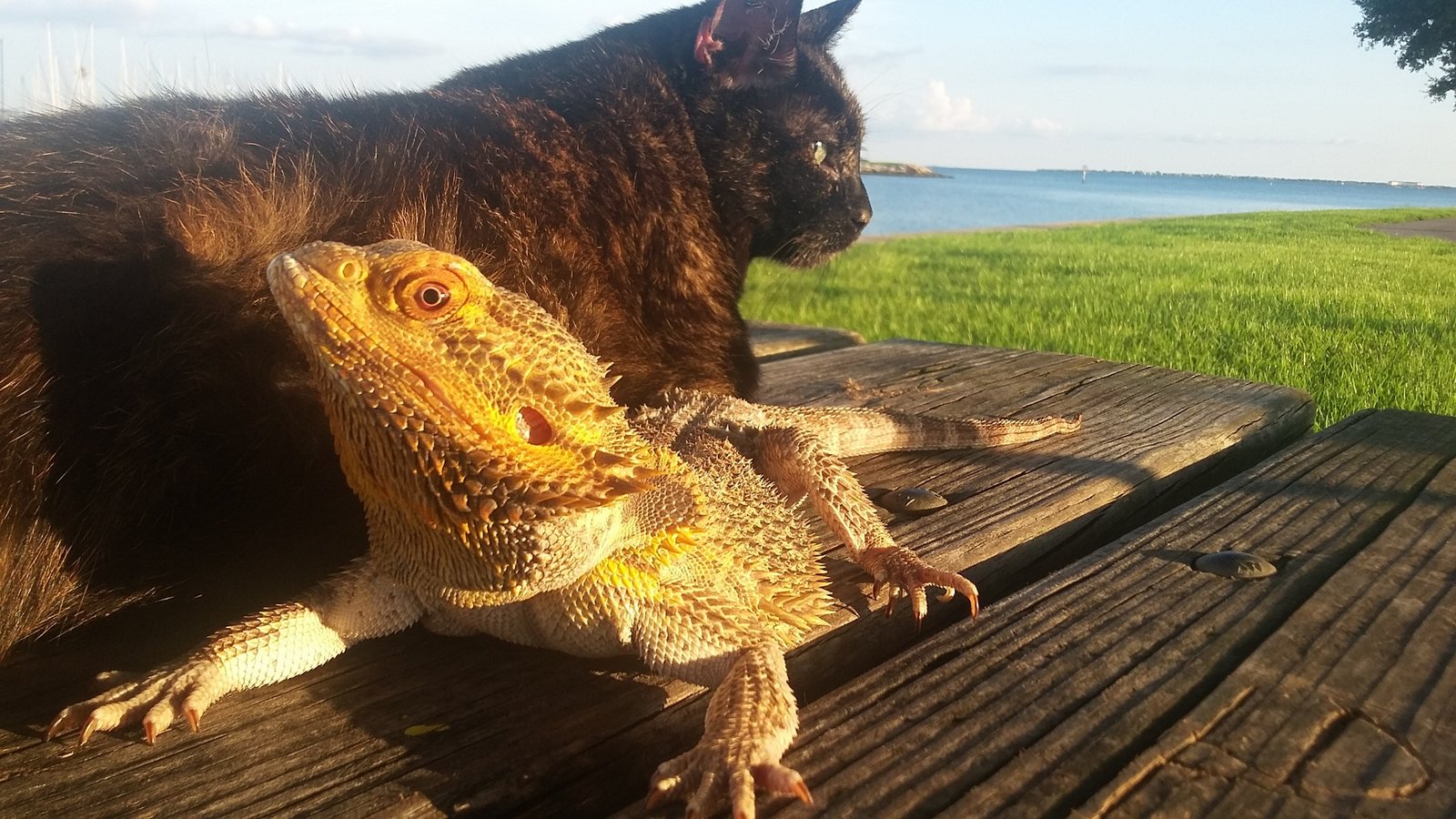Weezy The Cat Sitting With Whiskers The Lizard